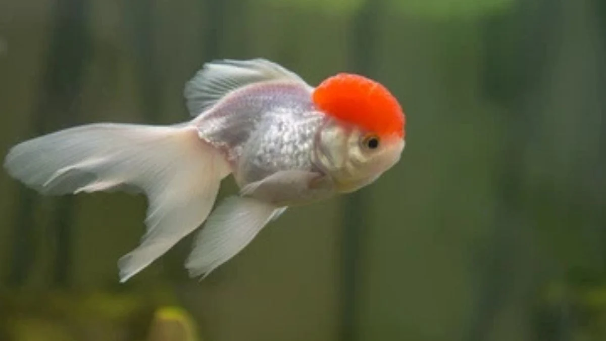 ilustrasi-gambar-ikan-koki-oranda-red-cap Gambar ikan koki oranda red cap