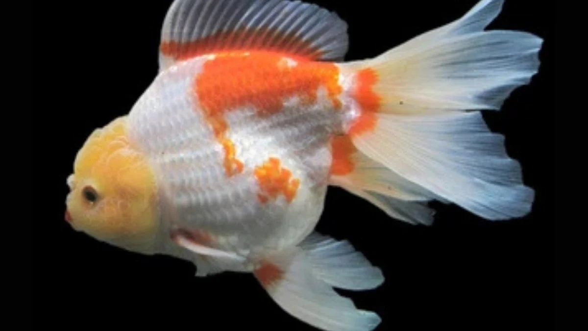 ilustrasi-gambar-ikan-koki-oranda Gambar ikan koki oranda white orange