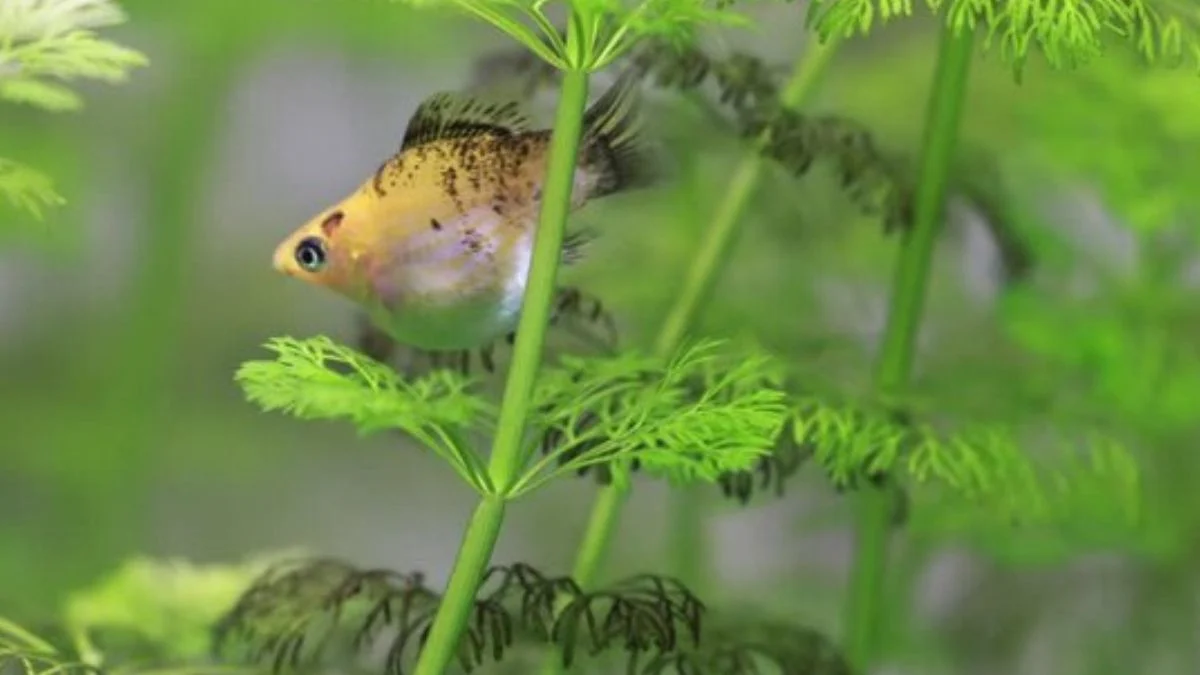 Gambar ikan molly balon calico di akuarium