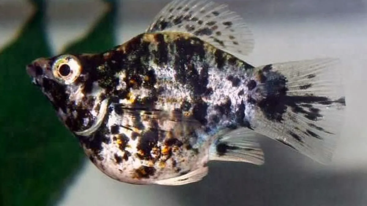 Gambar ikan molly balon marble
