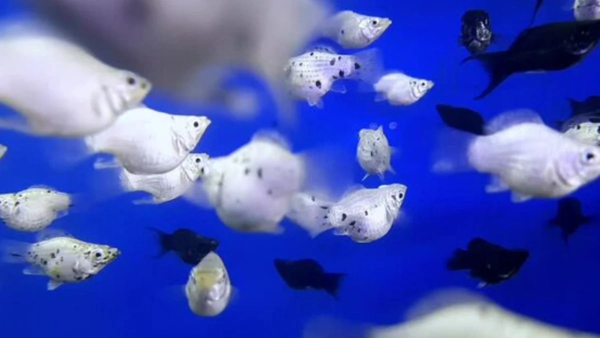 Gambar ikan molly balon platinum dan black
