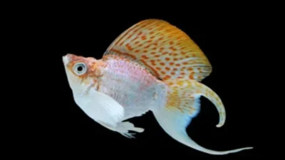 Gambar ikan molly balon sakura