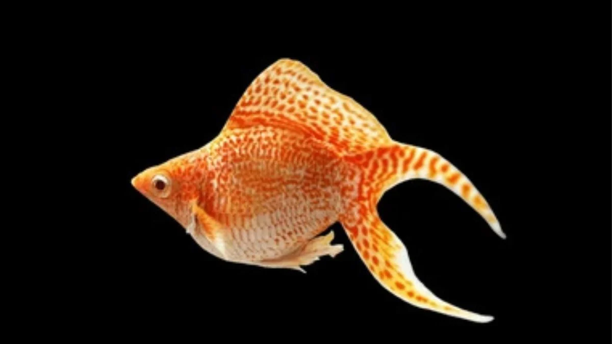 Gambar ikan molly balon sakura lyre tail