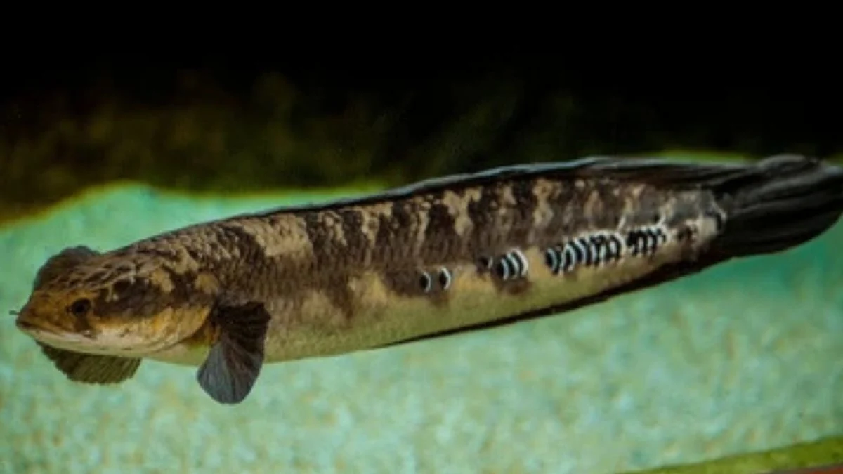 Gambar jenis ikan channa marulioides