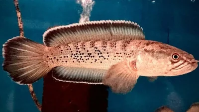 Gambar jenis ikan channa stewartii