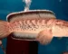 Gambar jenis ikan channa stewartii