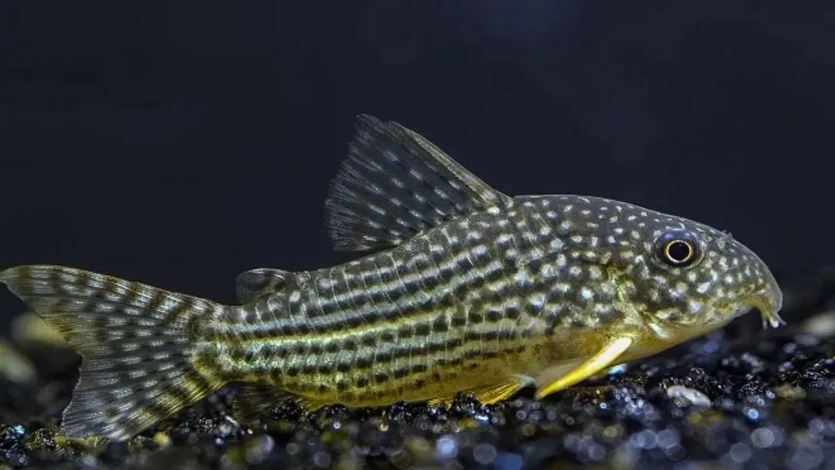 Gambar ikan cydoras yang merupakan ikan yang bisa hidup tanpa aerator.