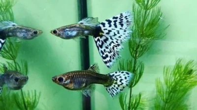 Gambar ikan hias yang bisa hidup tanpa aerator adalah guppy