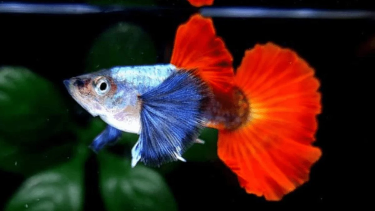 Ilustrasi ikan guppy prtde