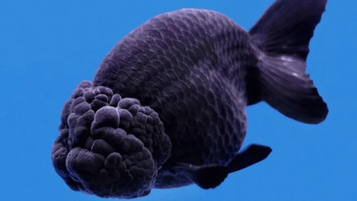 Gambar ikan koki ranchu hitam