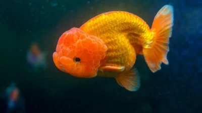 Gambar ikan koki ranchu oranye