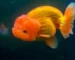 Gambar ikan koki ranchu oranye