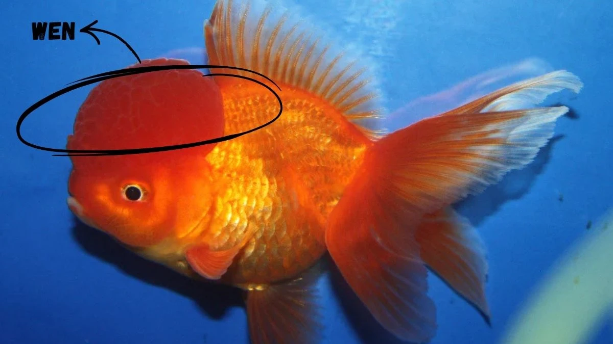 Gambar ikan koki oranda red dengan wen