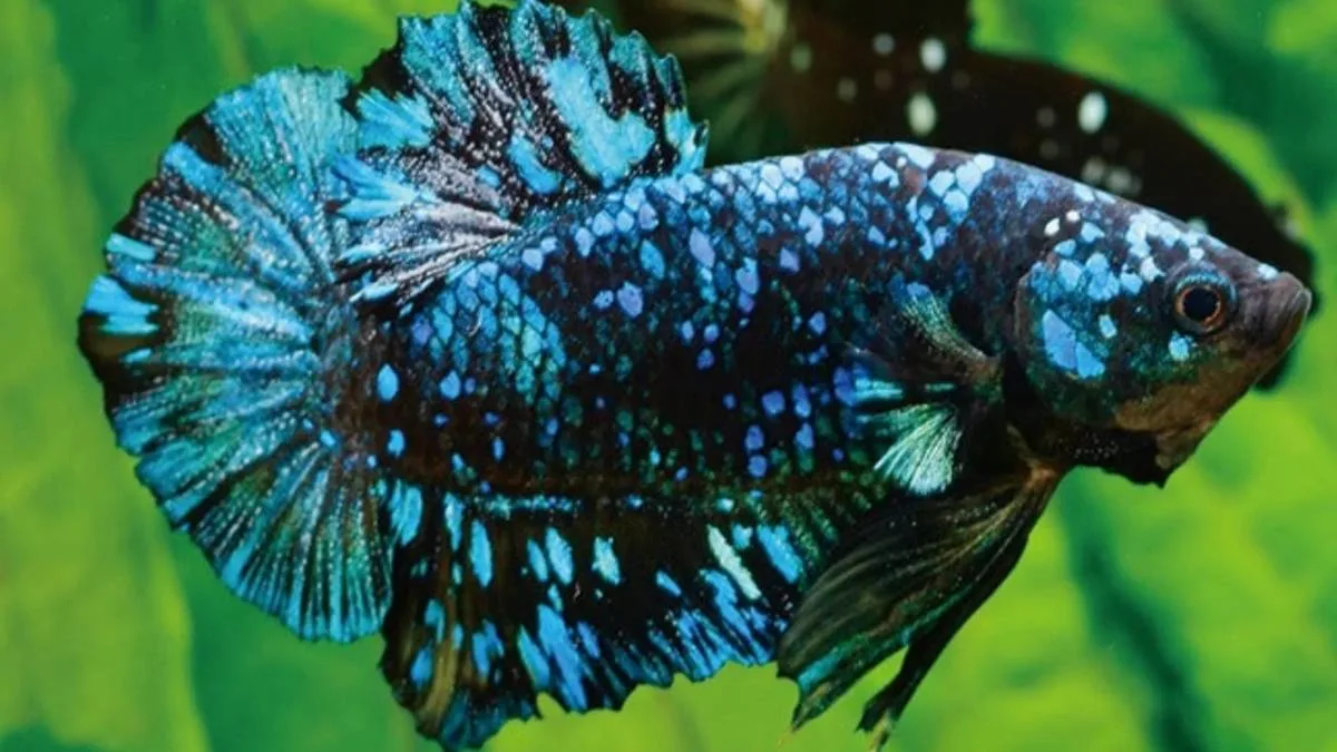 ini-ikan-cupang-avatar gambar ikan cupang avatar.