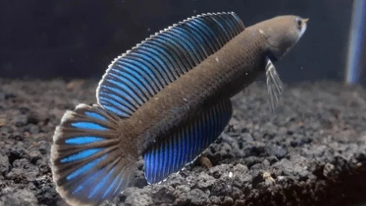 Gambar jenis ikan channa andrao