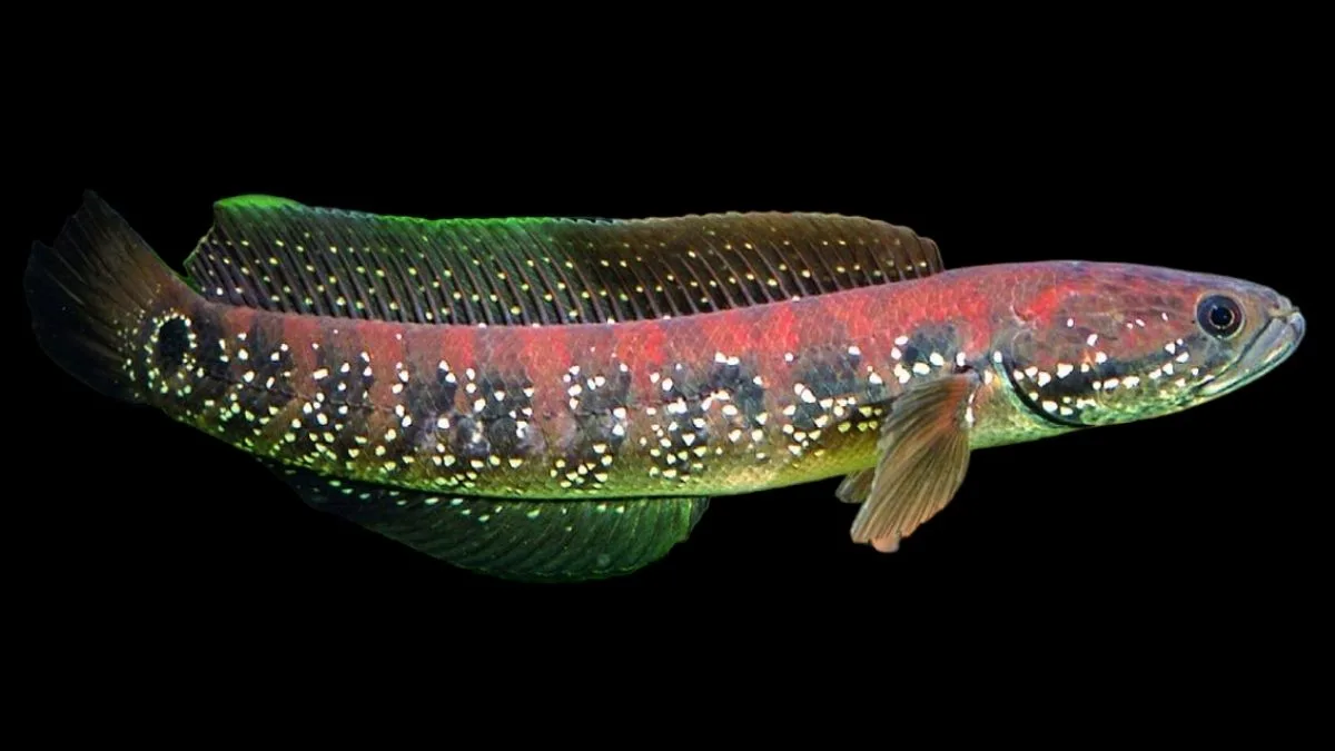 Gambar jenis ikan channa asiatica.