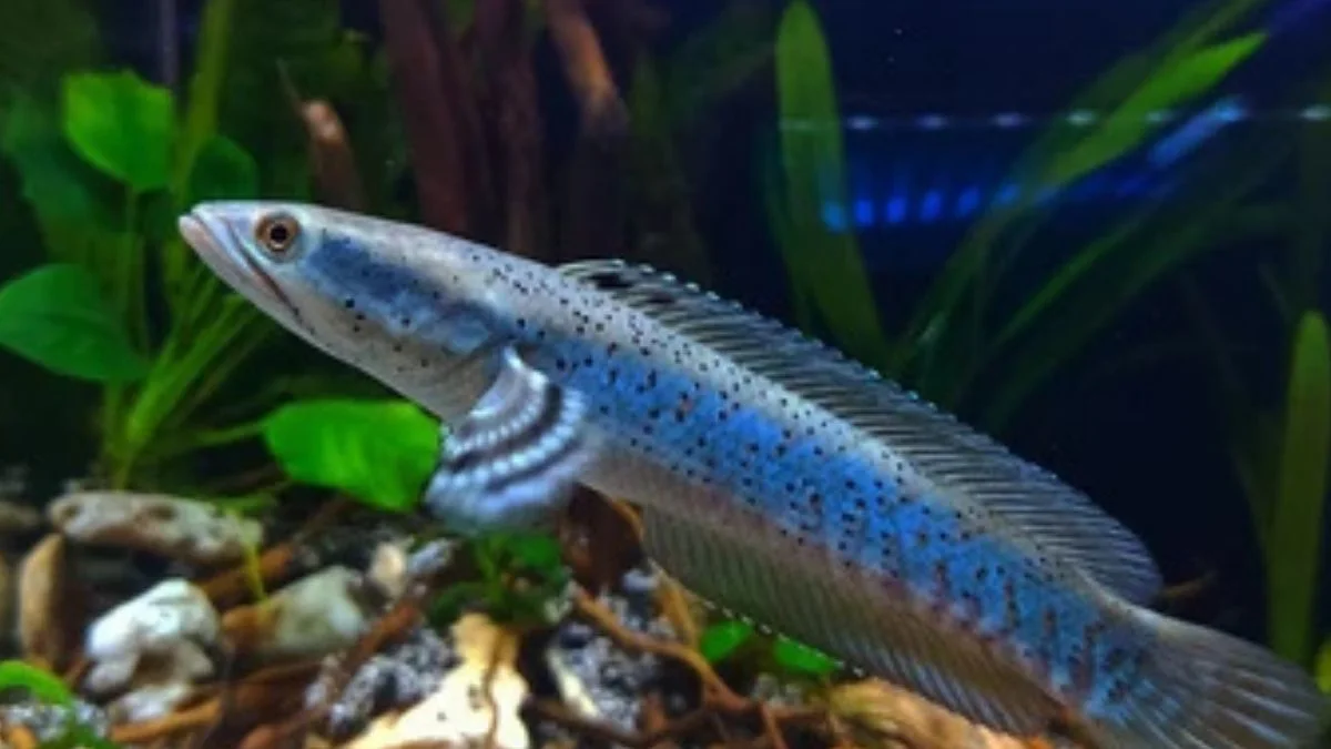 Gambar jenis ikan channna auranti