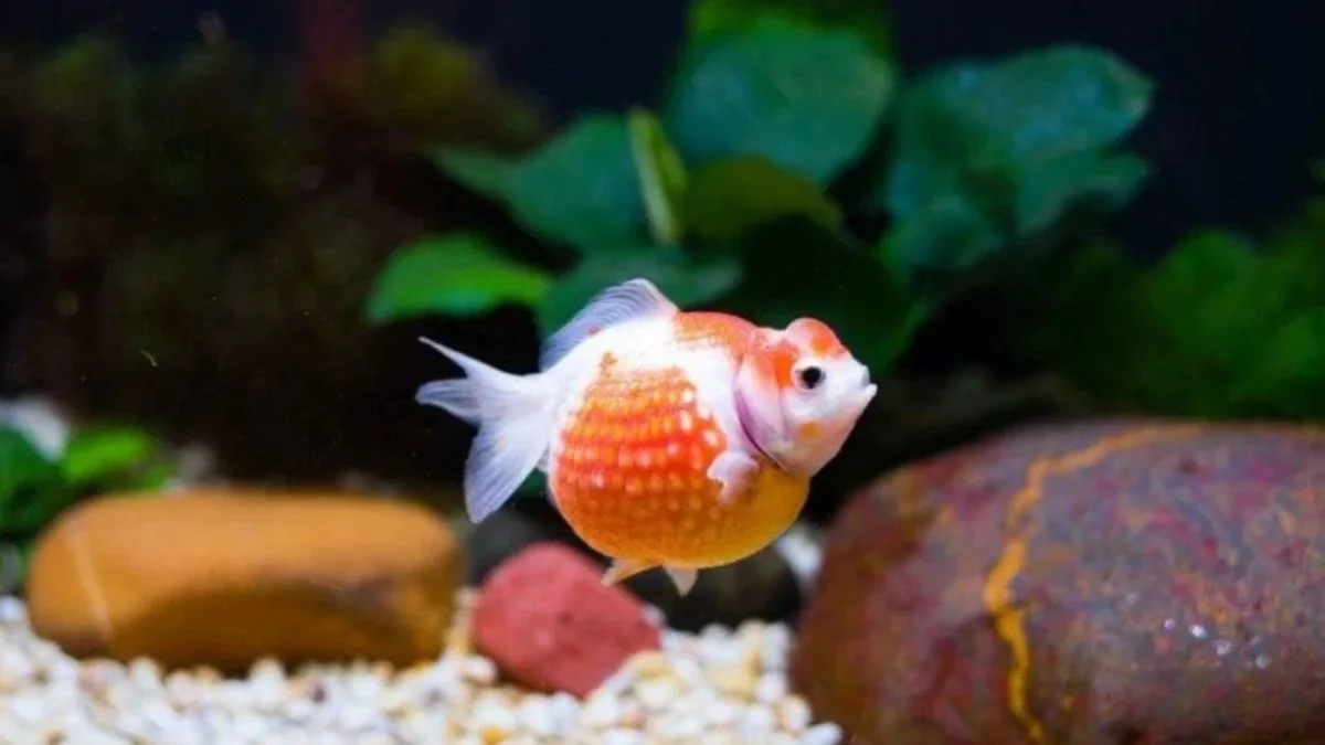 Gambar ikan koki mutiara oranye