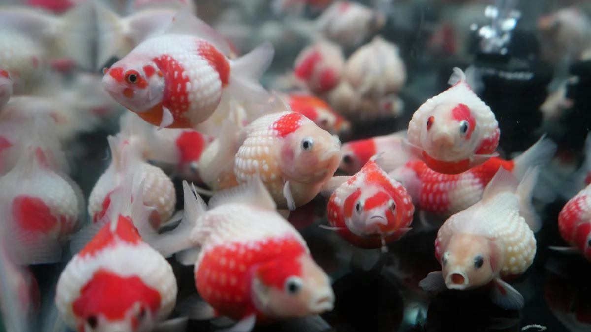Gambar ikan koki red and white yang cocok untuk artikel cara merawat ikan koki mutiara