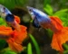 Gambar kumpulan ikan guppy prtde