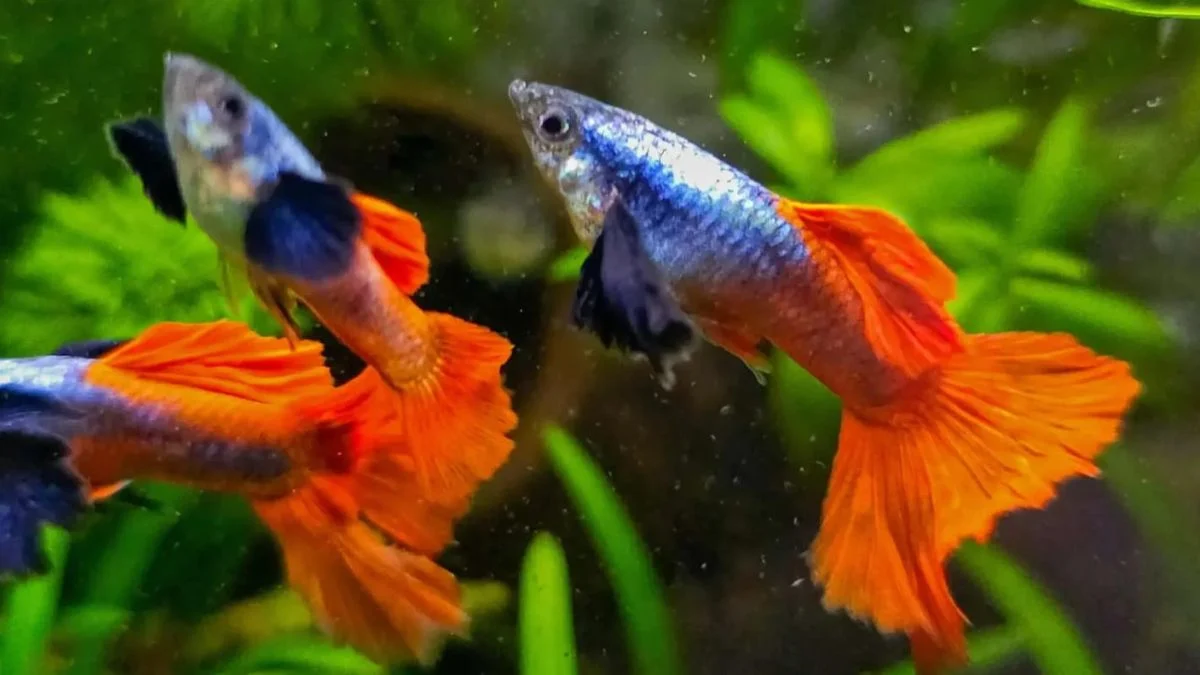 Gambar kumpulan ikan guppy prtde