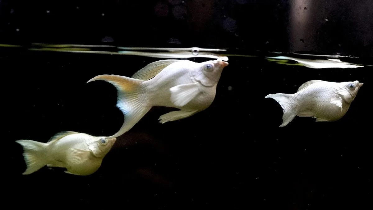 ikan hias balon molly platinum cawang