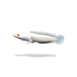 Channa striata albino