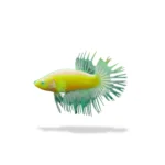 Cupang Crowntail Neon