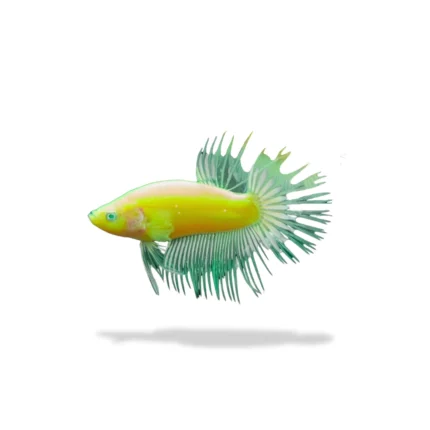 Cupang Crowntail Neon