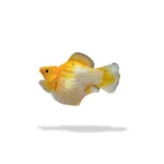 Molly Balon Lemon Head