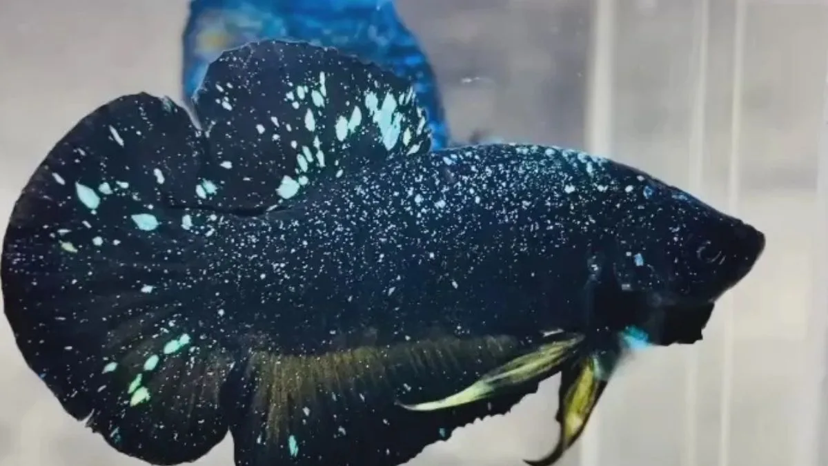 Gambar ikan cupang black galaxy plakat