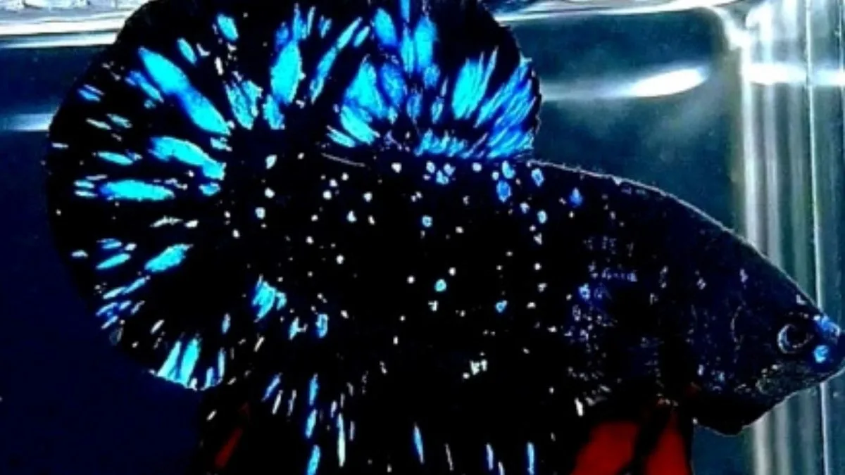 Gambar cupang galaxy jantan