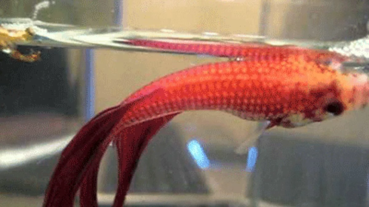 cupang-diam-di-permukaan-udara-air Gambar ikan cupang keracunan