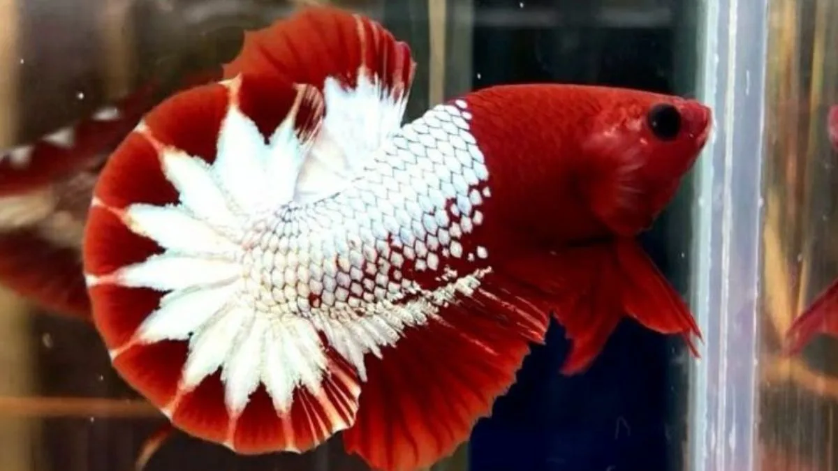 cupang-fccp-red-fancy-copper-plakat Gambar ikan cupang fccp fancy copper plakat.