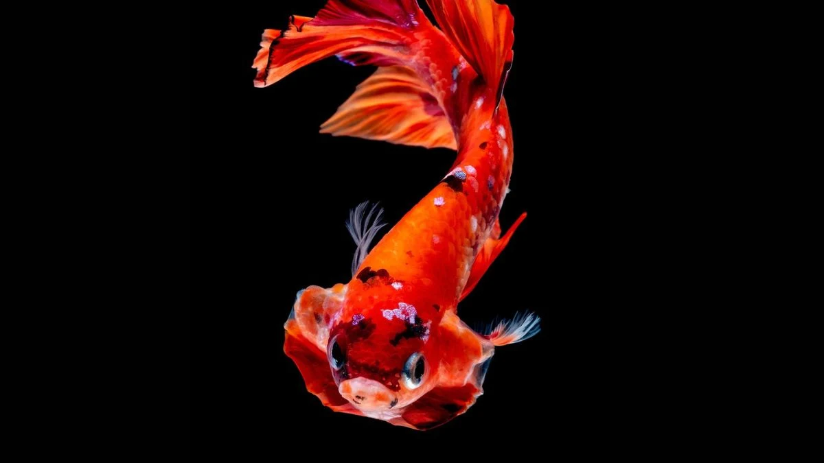cupang-flaring-sehat-di-akuarium Gambar ikan cupang nemo flaring sehat