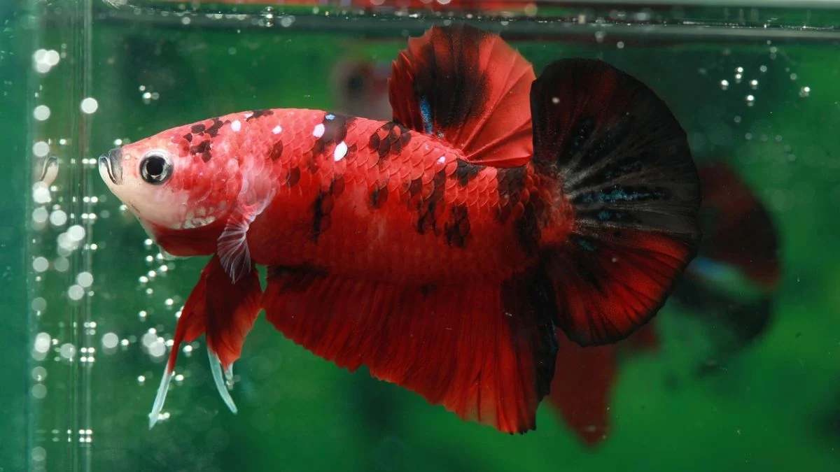 Ikan cupang nemo sehat dii akuarium.