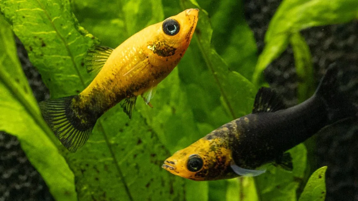 Gambar ikan molly golden black