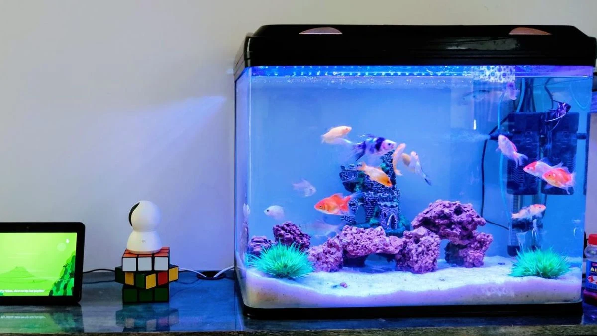 Gambar akuarium yang diobati oleh obat ikan hias