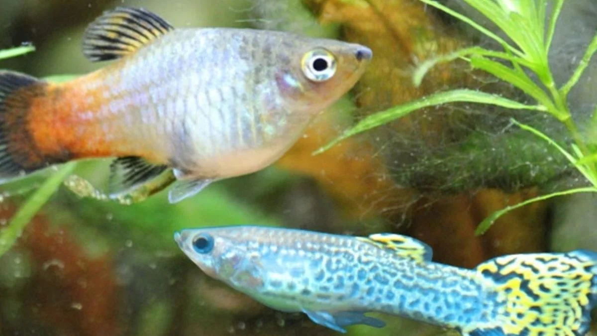 gambar-aquascape-platy-guppy Gambar jenis ikan hias aquascape platy dan molly