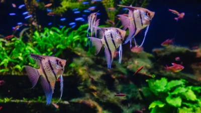 Gambar aquascape platy manfish neon tetra