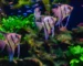 Gambar aquascape platy manfish neon tetra