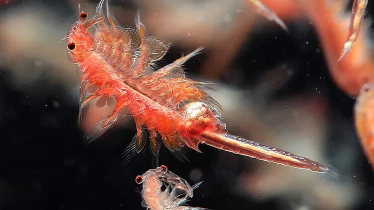 Gambar artiemia makanan ikan molly