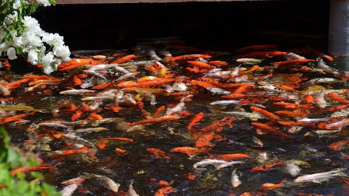 gambar-banyak-ikan-koi-di-kolam Gambar banyak ikan koi di kolam Jepang yang cocok untuk artikel kenapa ikan koi mahal