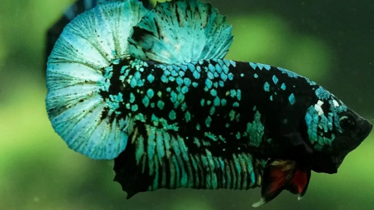 Gambar ikan cupang black galaxy