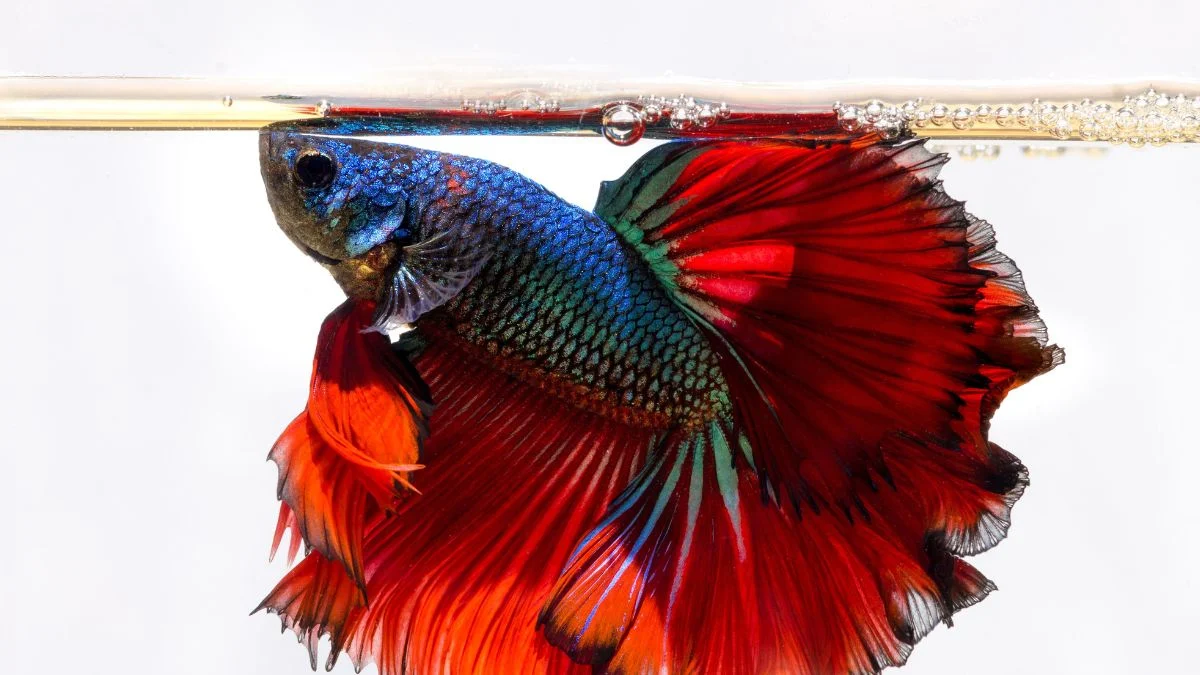 Gambar cara mengobati ikan cupang diam di permukaan air