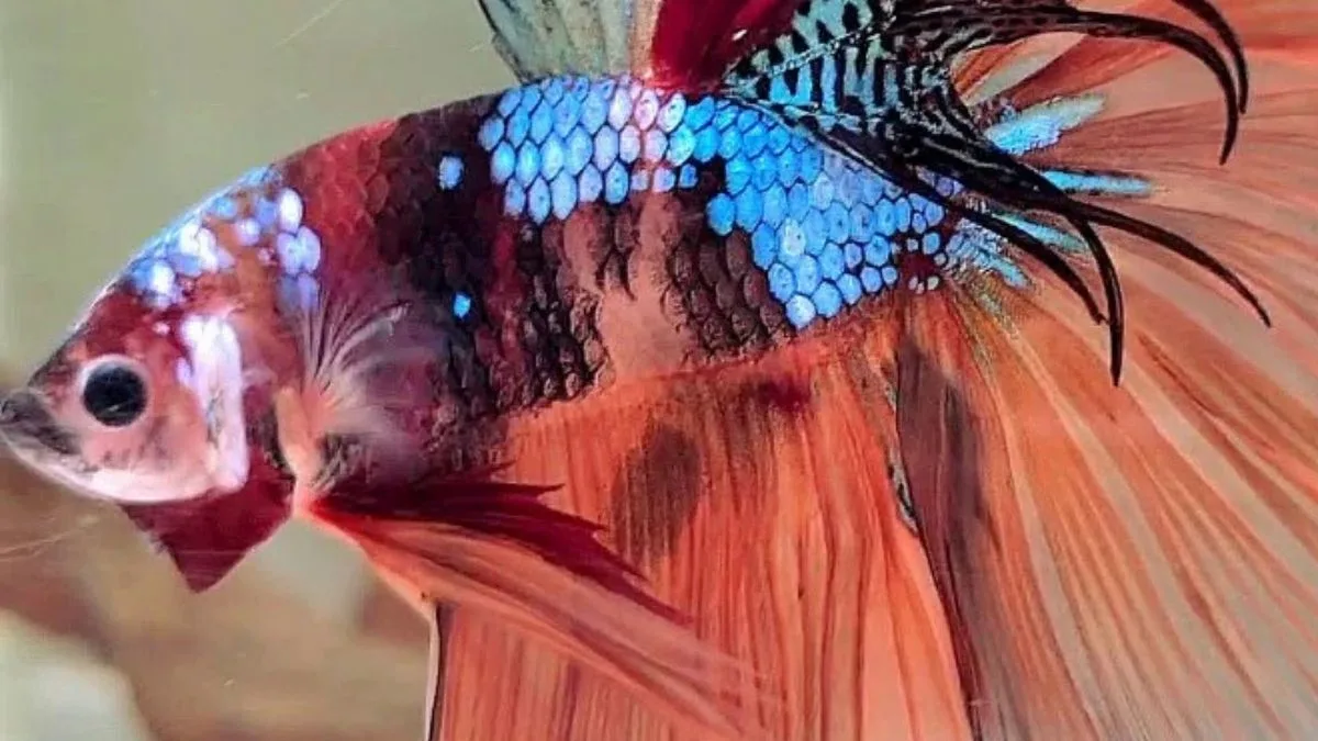 Gambar ikan cupang multicolor galaxy