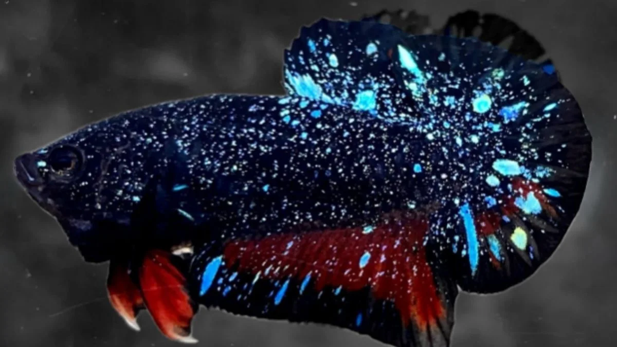 Gambar ikan cupang stardust black galaxy