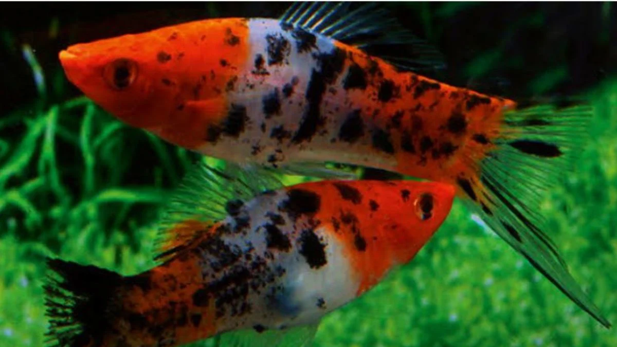 Gambar ikan platy sanke tricolor.