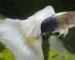Gambar ikan guppy half black white