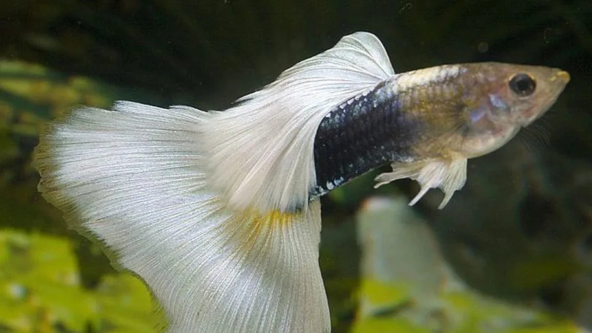 Gambar ikan guppy half black white